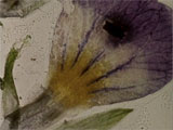 an iris, from _mothlight_